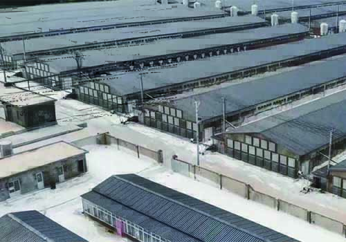 打造绿色畜禽养殖环境，milan米兰空气能助力养殖业实现节能降耗升级